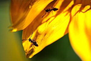 diatomaceous earth kill ants