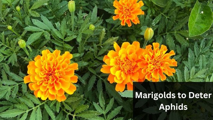 Do marigolds deter aphids