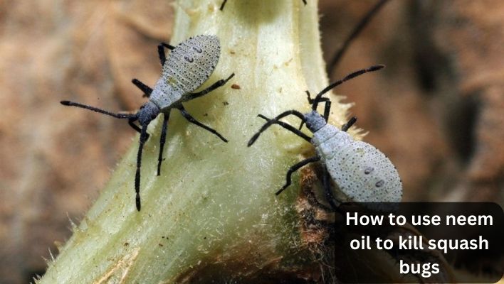 Does neem oil kill squash bugs