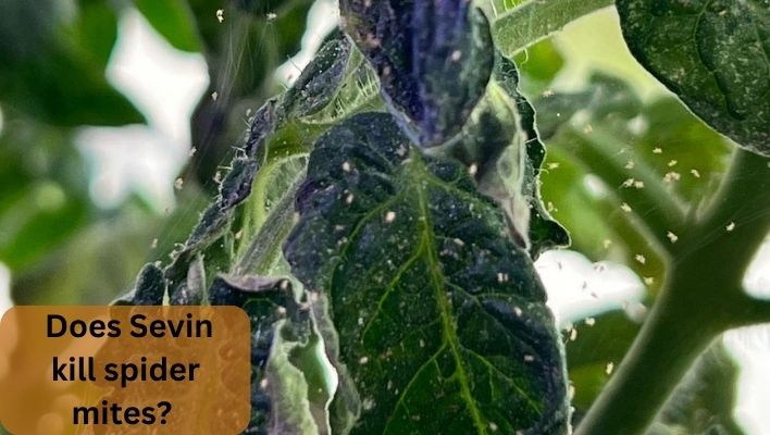 Does sevin kill spider mites?