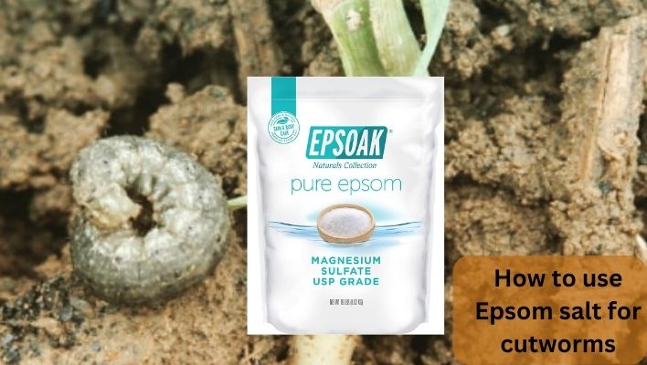 Epsom salt for cutworms