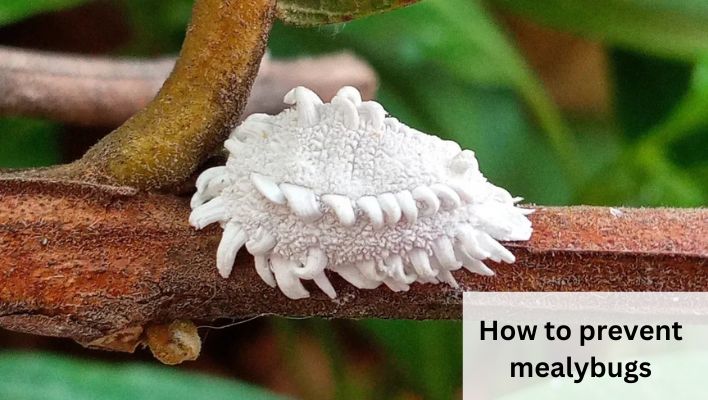 How to prevent mealybugs