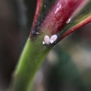 How to prevent mealybugs