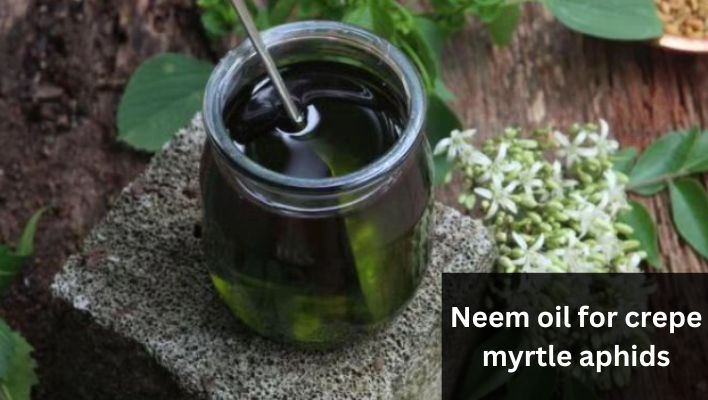 Neem oil for crepe myrtle aphids
