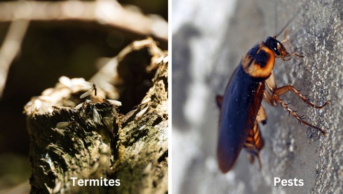 Pest control vs Termite Control