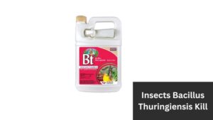 What Insects Does Bacillus Thuringiensis Kill