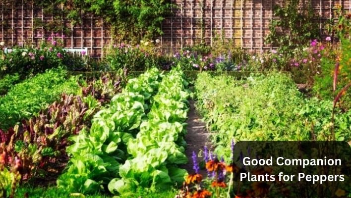 Good Companion Plants for Peppers