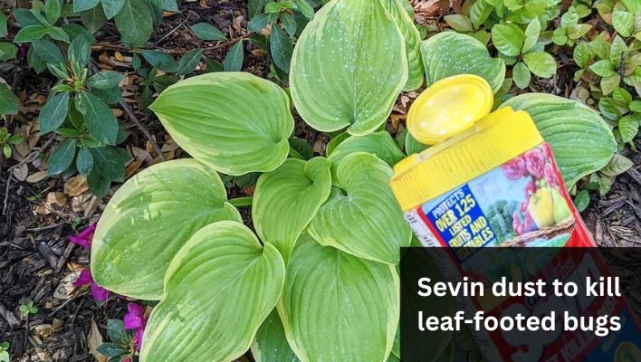 Will Sevin dust kill leaf footed bugs