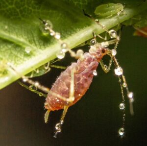 neem oil for crepe myrtle aphids