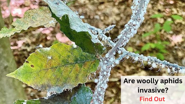 are woolly aphids invasive