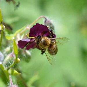 Does Sevin Dust kill bees