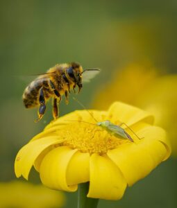 Bees and Insecticides