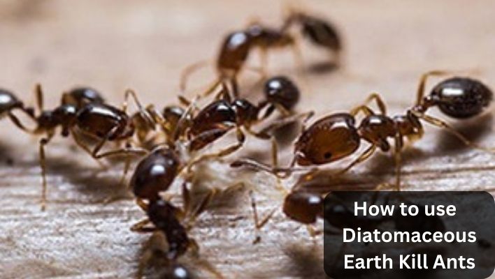 does diatomaceous earth kill ants