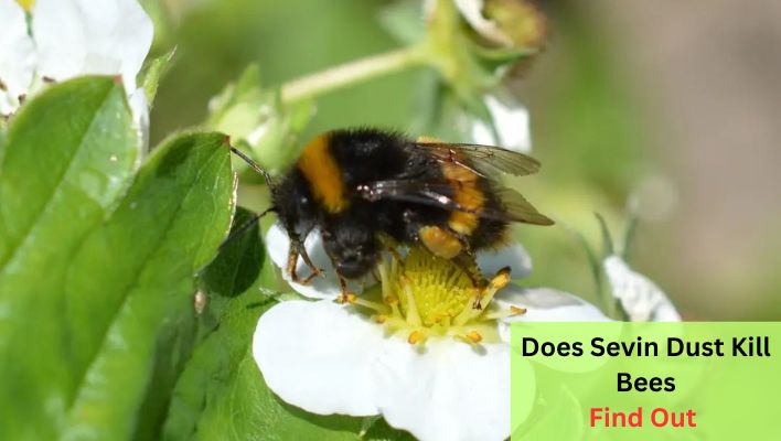 does sevin dust kill bees
