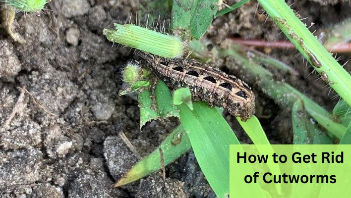 how to get rid of cutworms