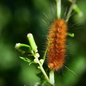 how to get rid of yellow woolly caterpillars