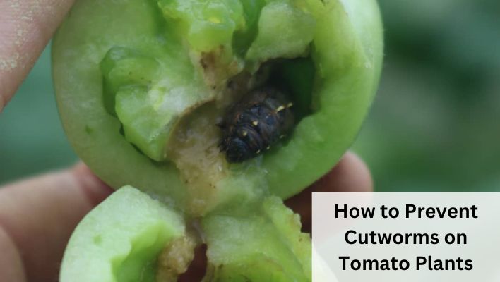 how to prevent cutworms on tomato plants