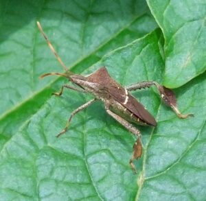 What Leaf-Footed Bugs are