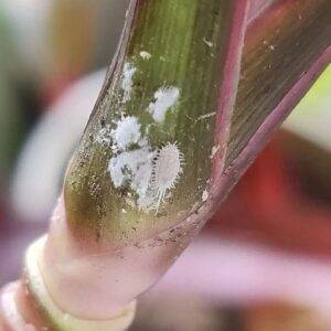 Will dish soap kill mealybugs?