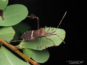 sevin dust for leaf footed bugs