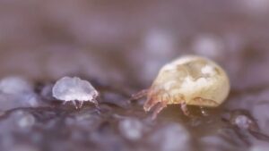 soil mites identification