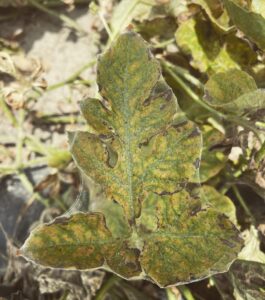 Spider mites identification and effect 