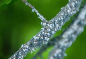 will woolly aphids kill my tree
