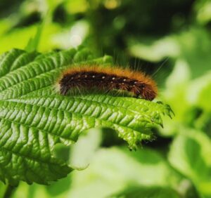 What to spray on plants to kill any pests