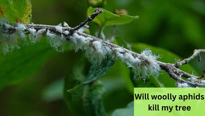 will woolly aphids kill my tree