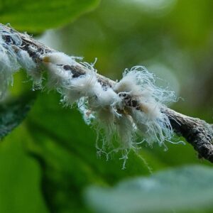 woolly aphids kill my tree
