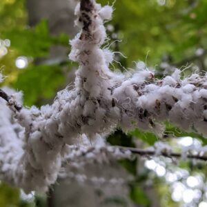 How Woolly Aphids Affect Trees