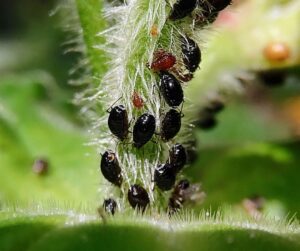 Black aphids color 