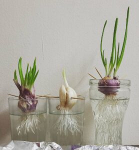 Can You Grow Garlic Hydroponically