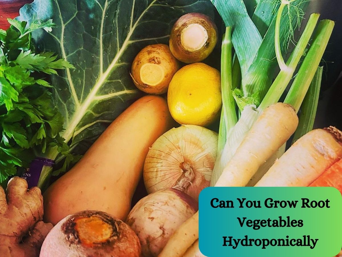 Can you grow root vegetables hydroponically