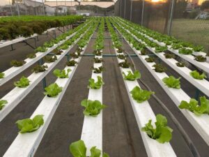 Can you use tap water for hydroponics