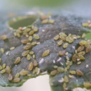 About aphids and their effects on plants 
