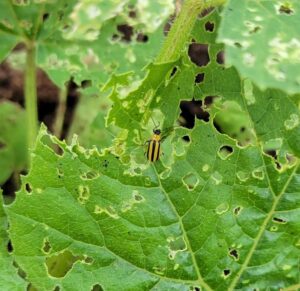 Danger of Cucumber Beetles on Plants