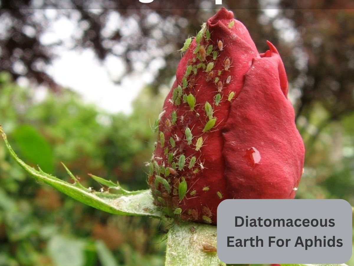 Diatomaceous Earth For Aphids
