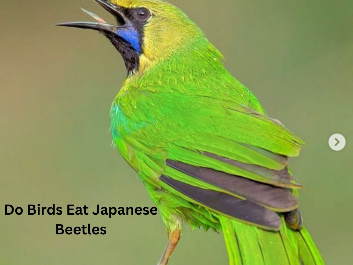 Do Birds Eat Japanese Beetles