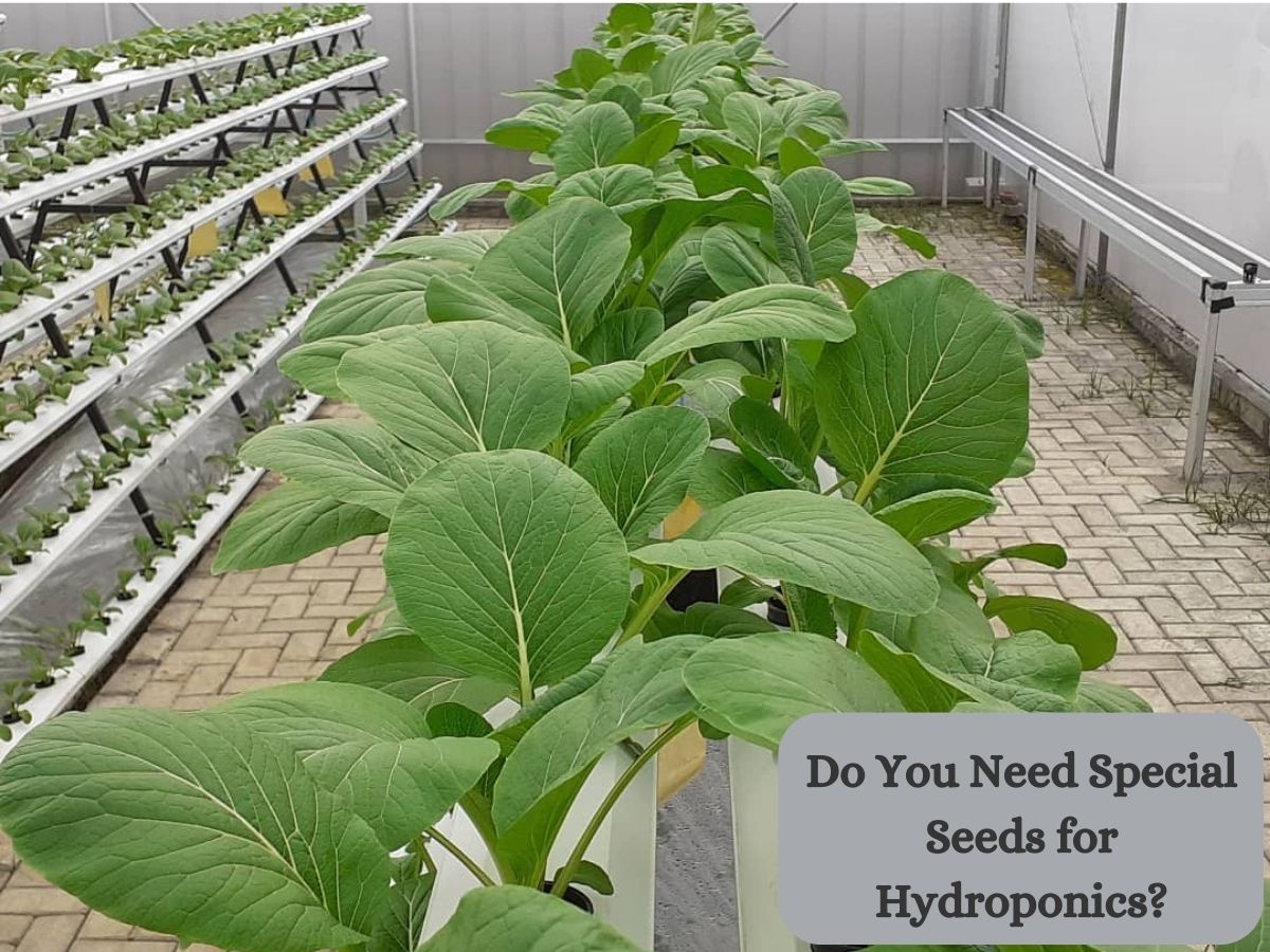 Do You Need Special Seeds for Hydroponics?
