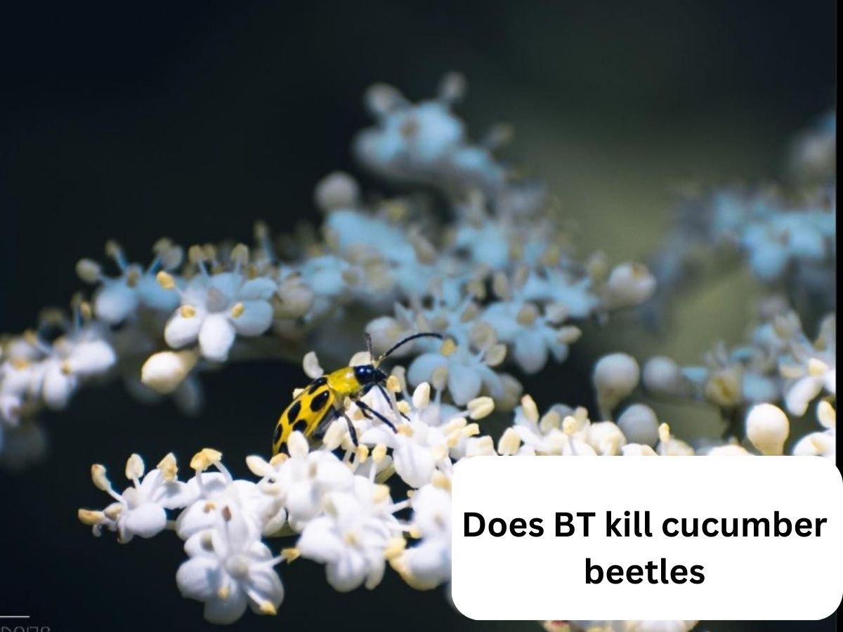 Does BT kill cucumber beetles