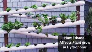 How Ethanol Affects Plant grow in Hydroponic