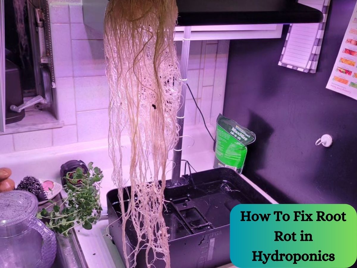 How To Fix Root Rot in Hydroponics