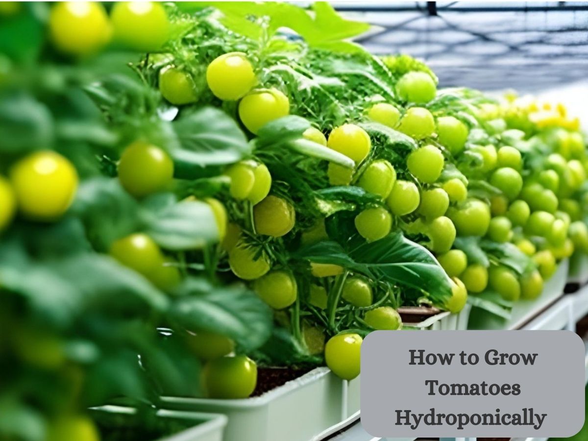 How to Grow Tomatoes Hydroponically 