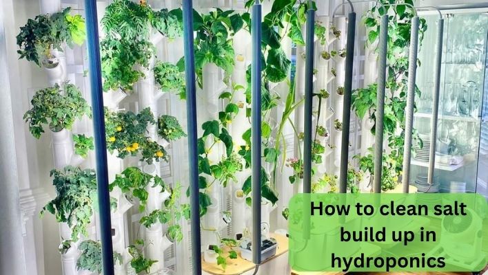 How to clean salt build up in hydroponics