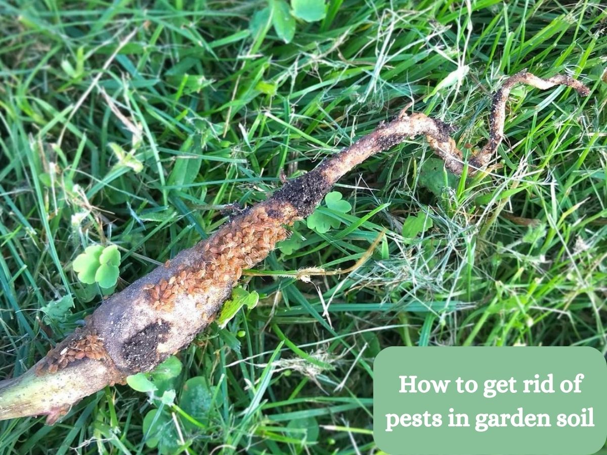 How to get rid of pests in garden soil