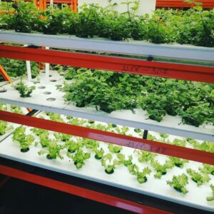 Can I use tap water for hydroponics