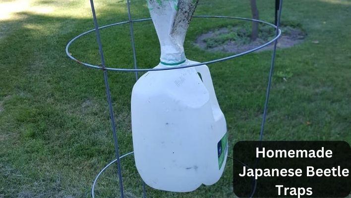 _Japanese Beetle Traps Homemade