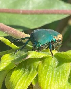 June bug Vs Japanese beetle