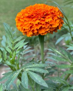 Marigold as  insect repellent 